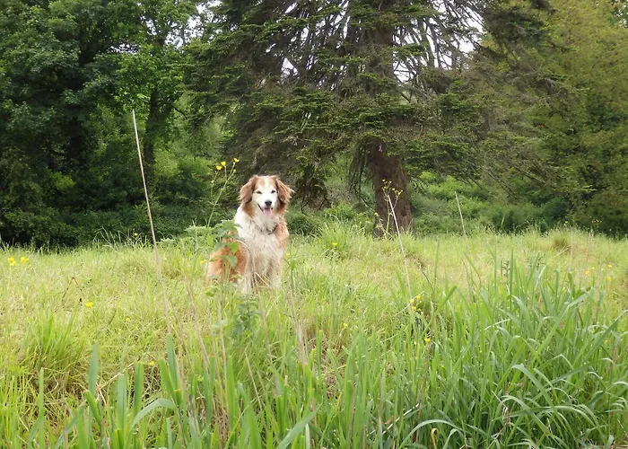 בית כפרי Rossnaree House סליין